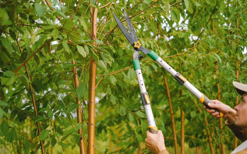 Tree trimming in Terrebonne, OR
